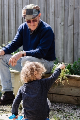 Grandchild with grandfather "Pop" working in the vegetable garden, pulling out weeds in the backyard