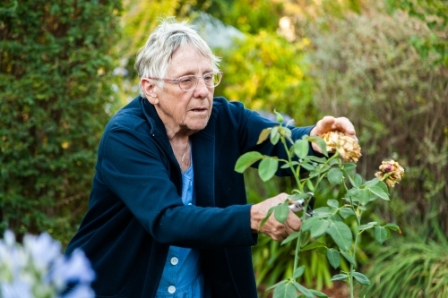 Grandmother pruning roses in her garden