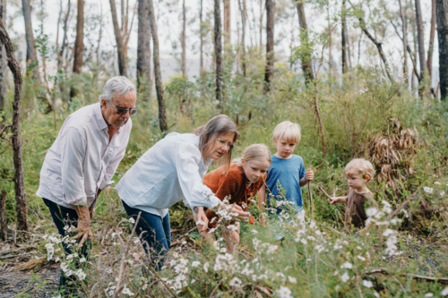 Grandparents enjoying Australian Bushland with their Grandchildren pointing at wildflowers - Australian Stock Image