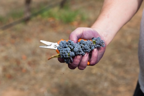 Grape picking at vintage in the Barossa Valley - Australian Stock Image