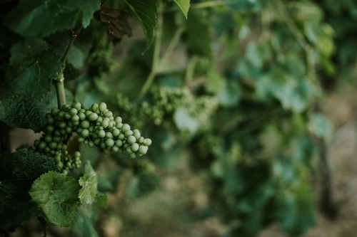 Grape vine at winery - Australian Stock Image