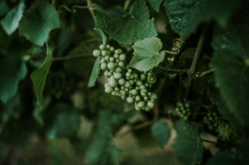 Grape vine at winery - Australian Stock Image