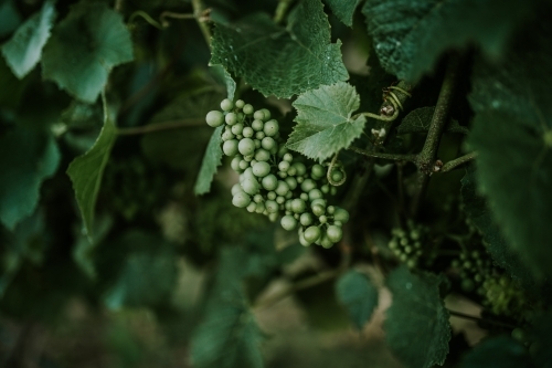Grape vine at winery