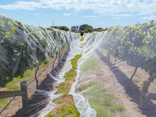 Grape vines close to harvest on a sunny day on the Mornington Peninsula in Victoria, Australia - Australian Stock Image