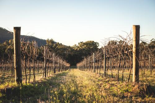 grape vines in a vineyard