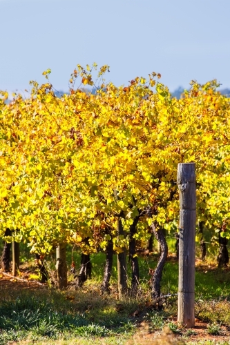 Grape vines in autumn - vertical - Australian Stock Image