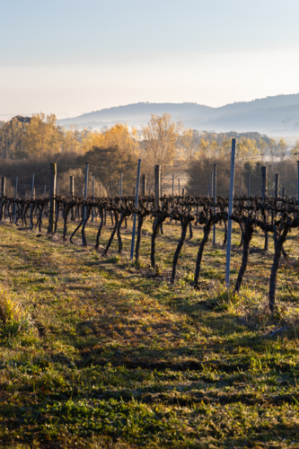 Grape vines in morning light and fog - Australian Stock Image