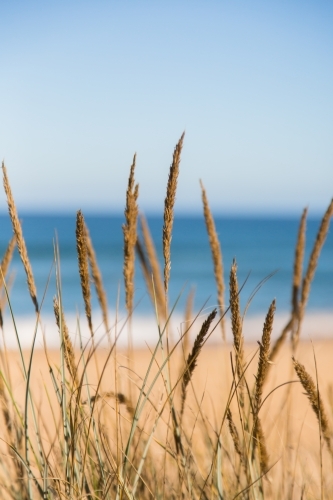 Grass against a background of sea and beach
