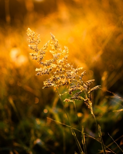 Grass catching the sunlight at golden hour