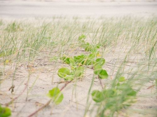 Grass on a sand dune - Australian Stock Image