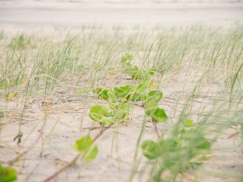 Grass on a sand dune