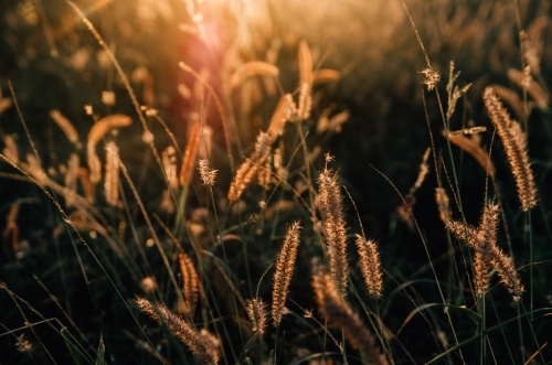 Grass seed shinning in the sunshine - Australian Stock Image