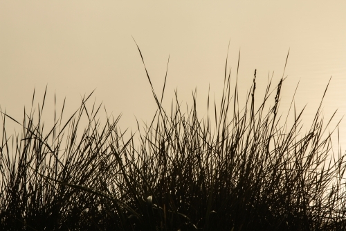 Grass silhouetted