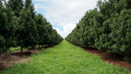 Grass strip between a line of trees - Australian Stock Image