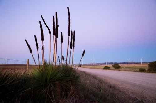 Grass tree at dusk with wind turbines in the background - Australian Stock Image