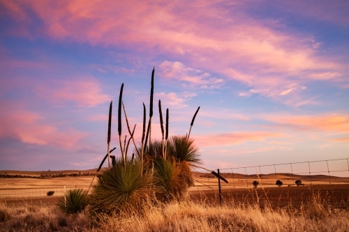 grass tree at sunset - Australian Stock Image