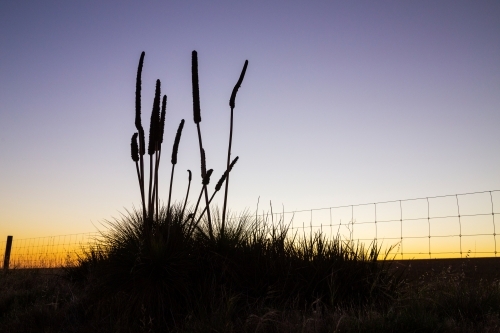 Grass tree silhouette against evening sky - Australian Stock Image