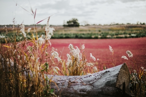 grass, tree trunk and lake with red moss - Australian Stock Image