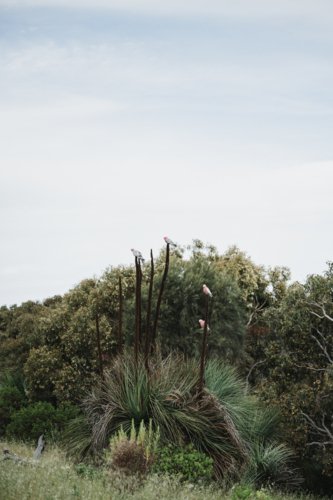 grass trees and galahs - Australian Stock Image