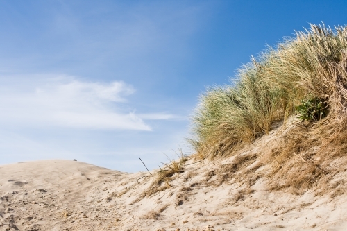 grasses and sand dunes at coastal location