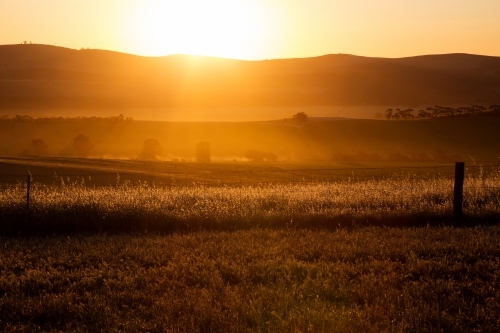 grasses backlit by setting sun - Australian Stock Image
