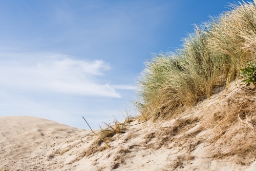 Grasses blowing on sand dunes at a beach in summer