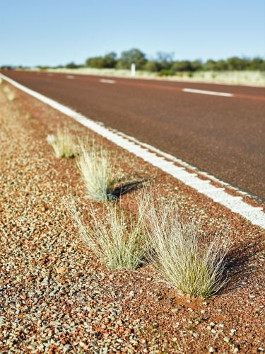 Grasses on side of brown bitumen highway in outback - Australian Stock Image