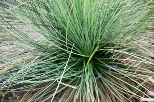 Grasstree - Australian Stock Image