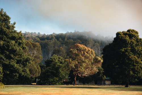 Grassy field with a dense forest made up of trees in various shades - Australian Stock Image
