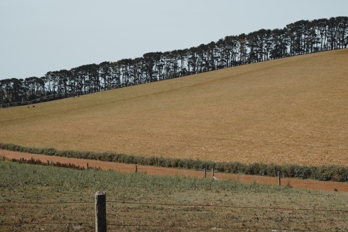 Grassy field with tree line in the background in a farmland region - Australian Stock Image