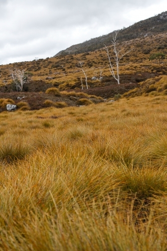 Grassy mountainside at Cradle Mountain National Park