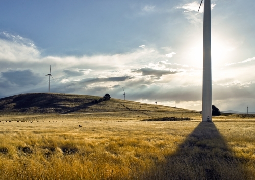 Grassy paddock with wind turbines in foreground and background