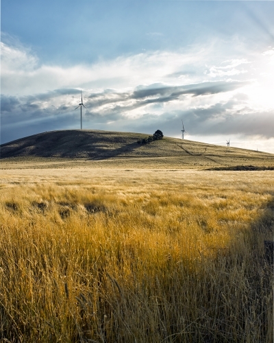 Grassy paddock with wind turbines on skyline - Australian Stock Image