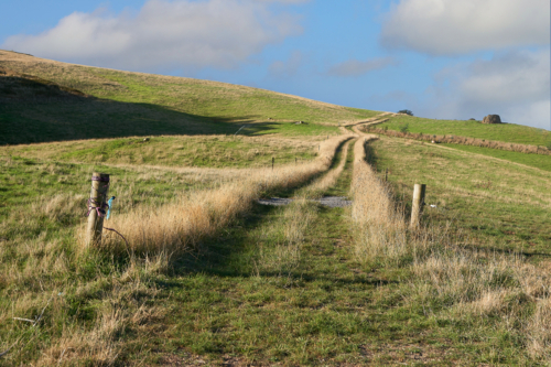Grassy road through fields in Tasmania - Australian Stock Image