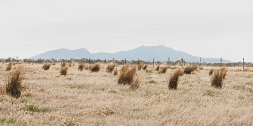 grassy tufts in a rural field with misty mountain range on the horizon