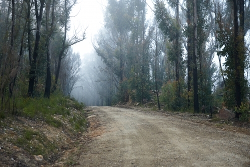 Gravel road through fire blackened trees with regrowth starting to come back - Australian Stock Image