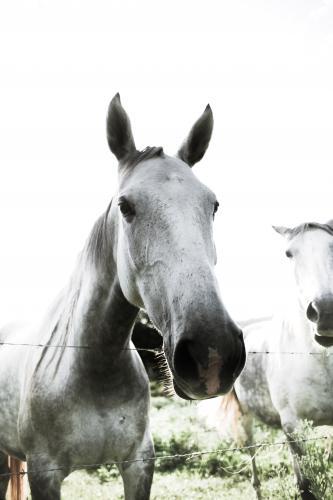 Gray Stallion with friend - Australian Stock Image
