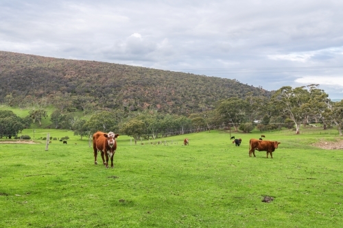 Grazing cows on a dairy farm standing on green grass. - Australian Stock Image