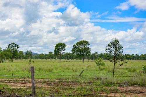 Grazing grass field with barbed wire fence - Australian Stock Image