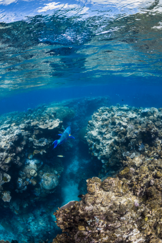 Great Barrier Reef underwater seascape - Australian Stock Image