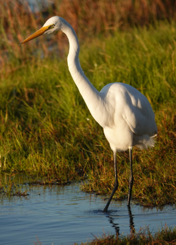 Great Egret - Australian Stock Image