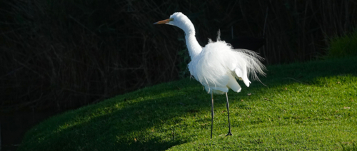 Great Egret on sloped hillside - Australian Stock Image