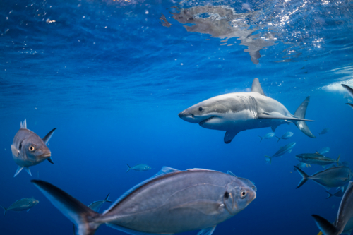Great White Shark swimming underwater at the Neptune Islands in South Australia - Australian Stock Image