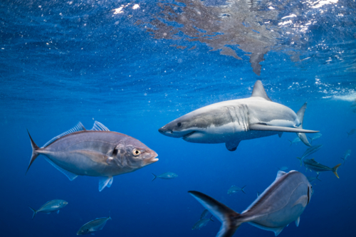 Great White Shark swimming underwater at the Neptune Islands in South Australia - Australian Stock Image