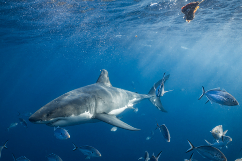 Great White Shark swimming underwater at the Neptune Islands in South Australia - Australian Stock Image