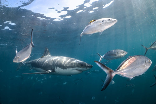 Great White Shark swimming underwater at the Neptune Islands in South Australia - Australian Stock Image