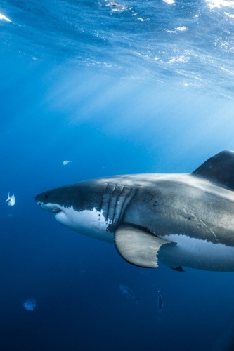 Great White Shark swimming underwater at the Neptune Islands in South Australia - Australian Stock Image