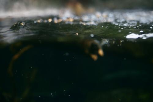 Green abstract view underwater - Australian Stock Image