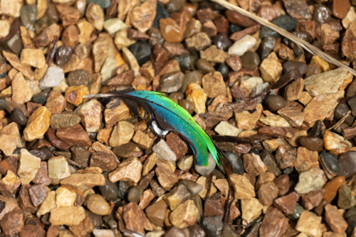 Green and blue feather on brown rocks - Australian Stock Image