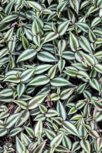 green and cream stripes leaves - Australian Stock Image